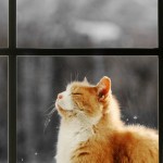 Storia del gattino curioso e viaggiatore