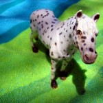 Un assaggio di … Strane creature, Tracy Chevalier