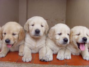 puppy-1-1109186-m