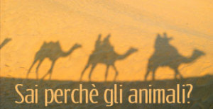 Sai perché gli animali?