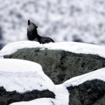 ZenBuk: Donne che corrono coi lupi, Clarissa Pinkola Estés