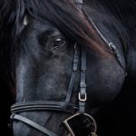Black Beauty. Autobiografia di un cavallo, Anna Sewell