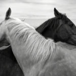 Romanzi di (un certo) genere : La vita della giumenta bianca, Etain Addey