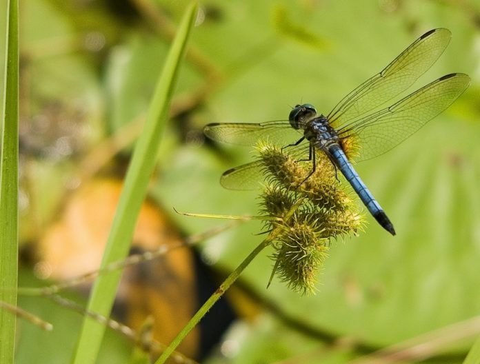 dragon-fly-1408351-1919x1454