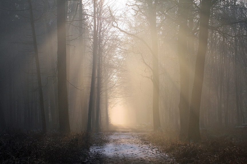 sunbeam-2400282_1920