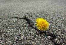 ZenBuk 2018: a riconoscere il bello. Un anno alla scoperta delle cose belle della Vita che spesso dimentichiamo di avere a disposizione.