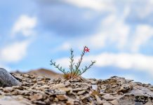 Ottobre 2018: di resilienza e capricci