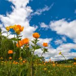 A giugno su Zebuk tra mondi distopici e paure