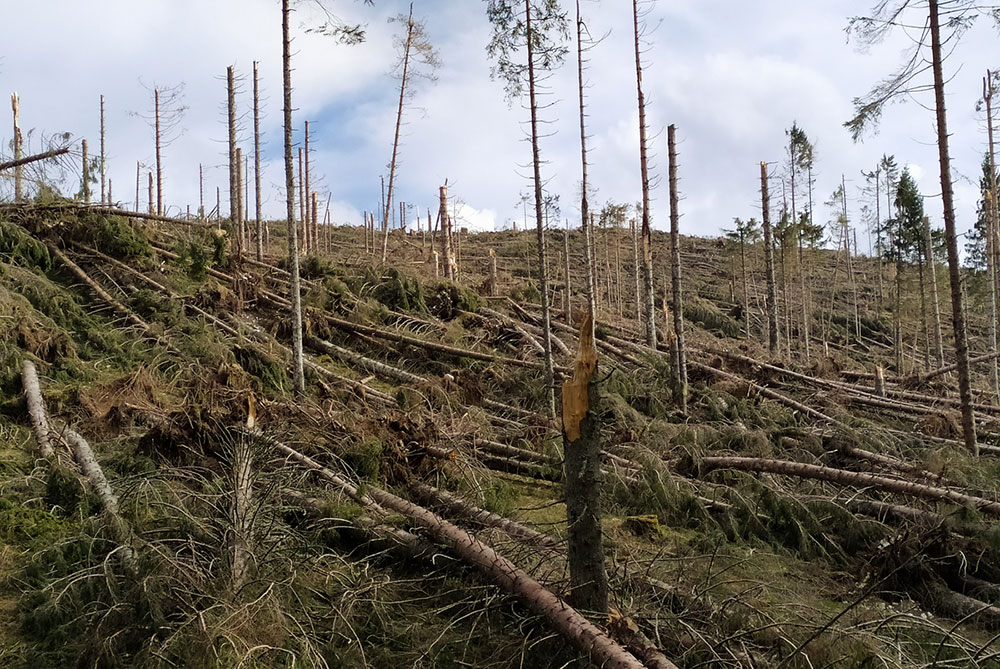 Gli schianti sull'Altopiano dei Sette Comuni: la piana di Marcesina è stata la zona in assoluto più colpita dai danni da vento, con 14 milioni di alberi caduti (Fonte: wikipedia)